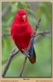 /album/lori-cerveny-red-lory/lori-cerveny-2-jpg/